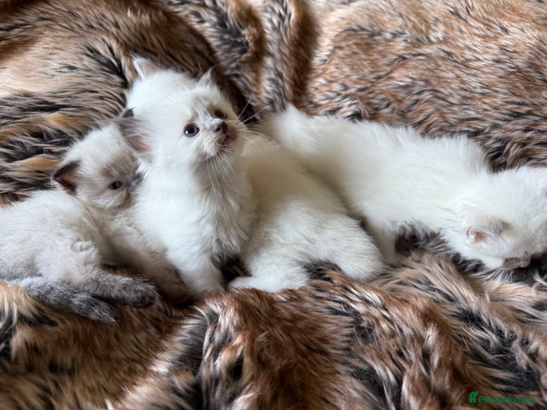 Ragdoll cats for sale: Beautiful litter of Ragdoll baby’s! 🐱🤍🐱 - Image 16