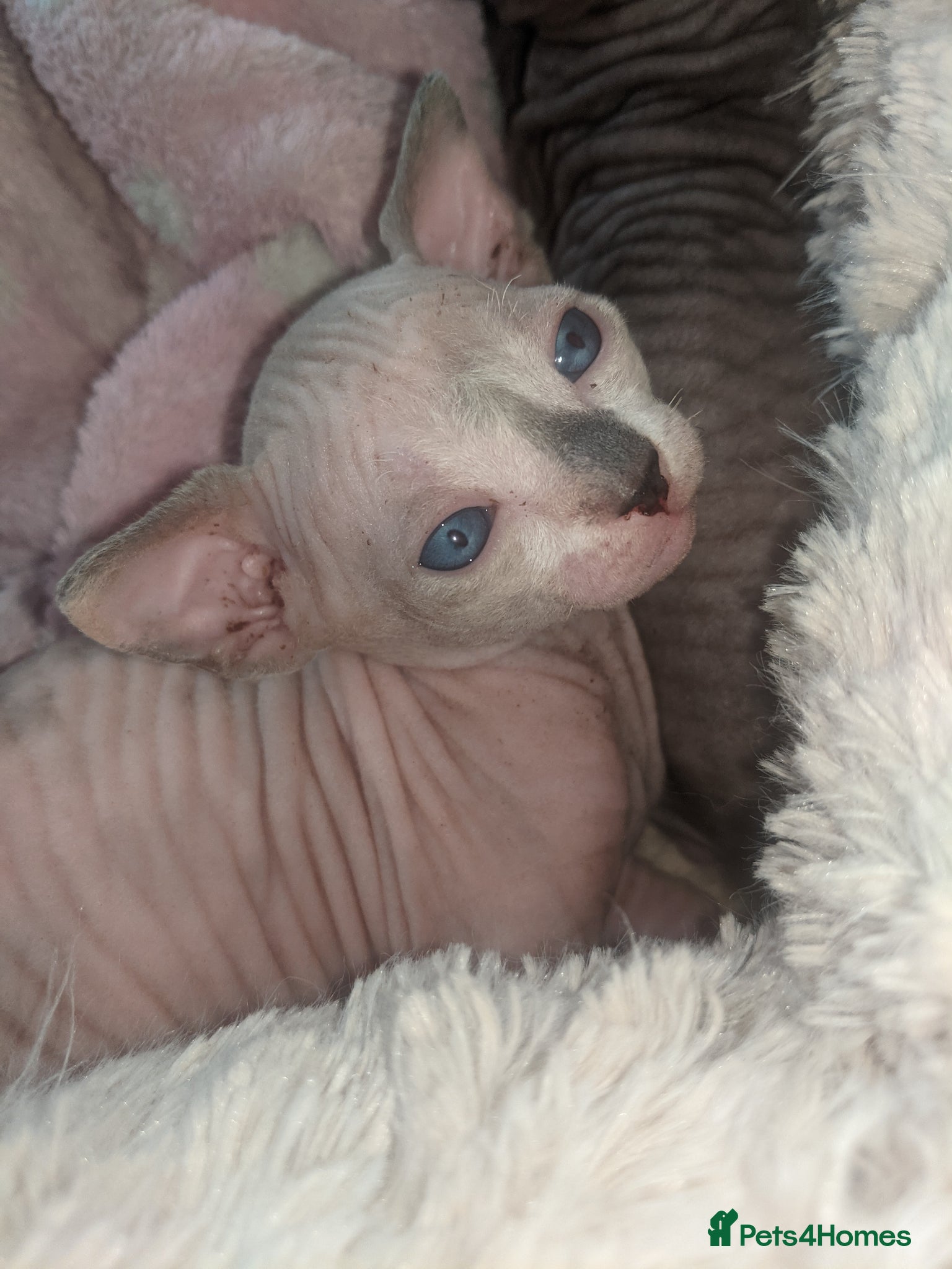 Sphynx cats Last White girl is available with sky blue eyes  - Advert 16