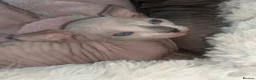 Sphynx cats for sale: Last White cream girl available sky blue eyes  - Advert 3