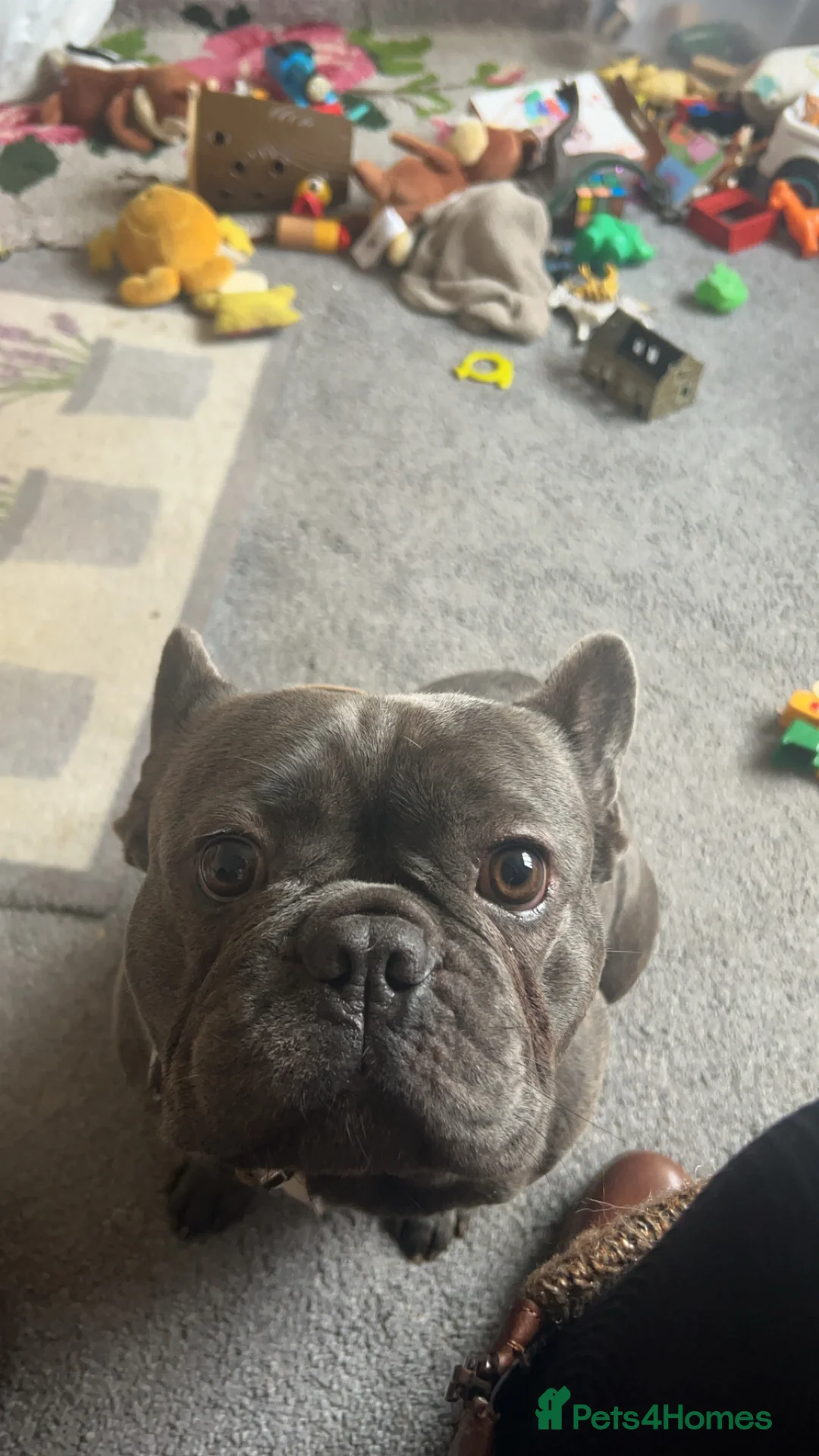 French Bulldog dogs for sale: 3 year old French bulldog - Bode  - Advert 2