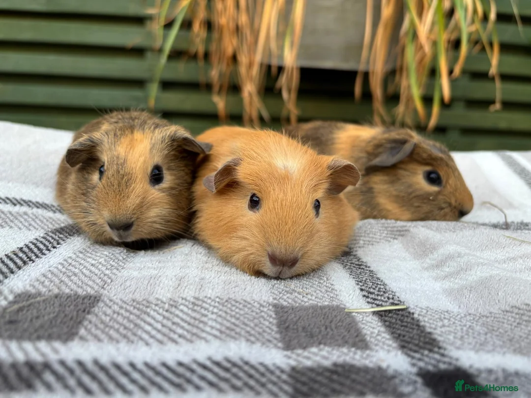 Guinea Pig rodents for sale: Three well handled bonded brother guinea pigs! - Advert 2