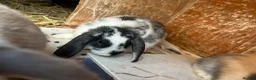 Mini Lop rabbits for sale: Stunning mini lop babies - fabulous temperaments  - Advert 8