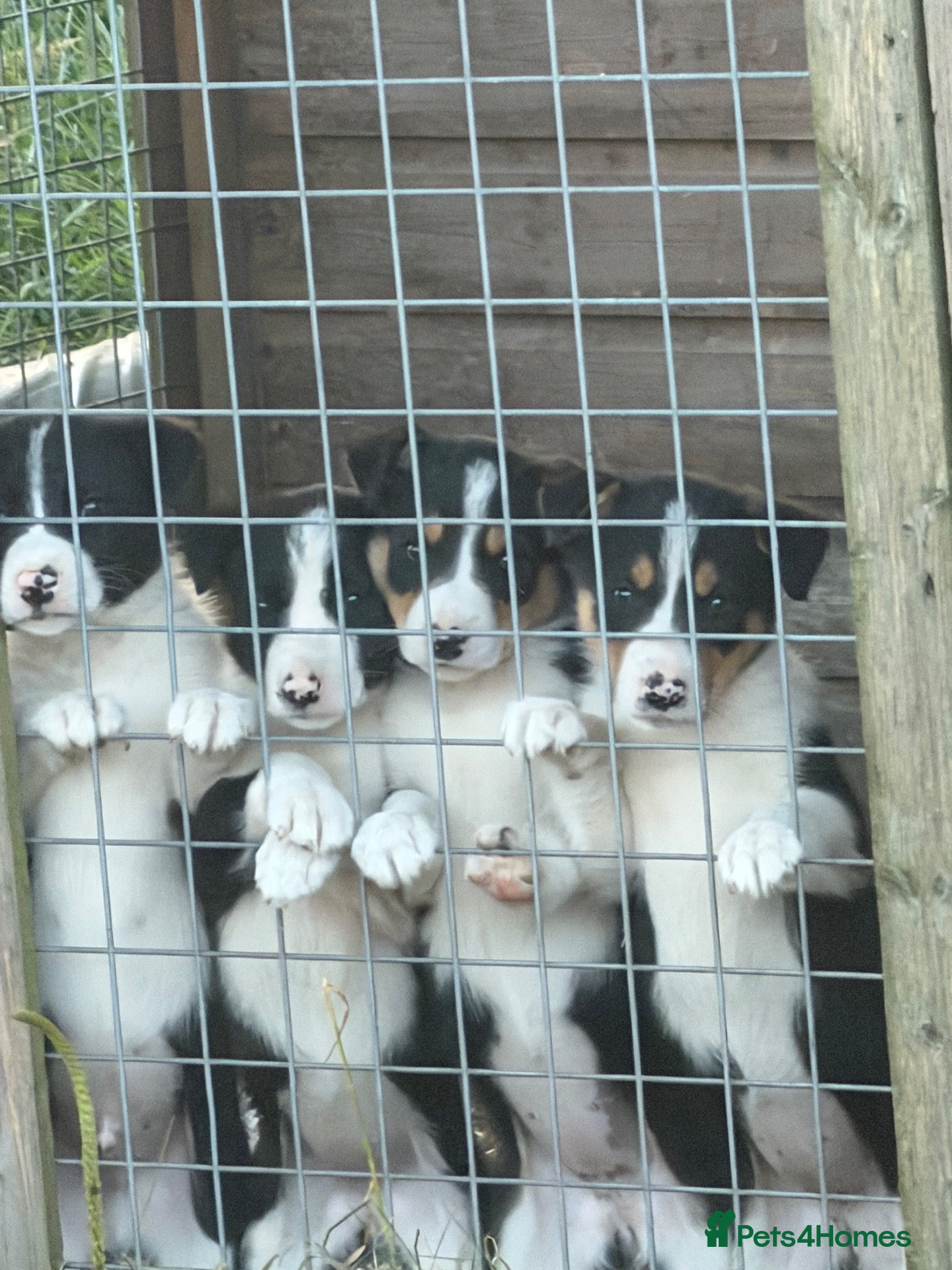 Border Collie dogs Border collie  - Advert 1