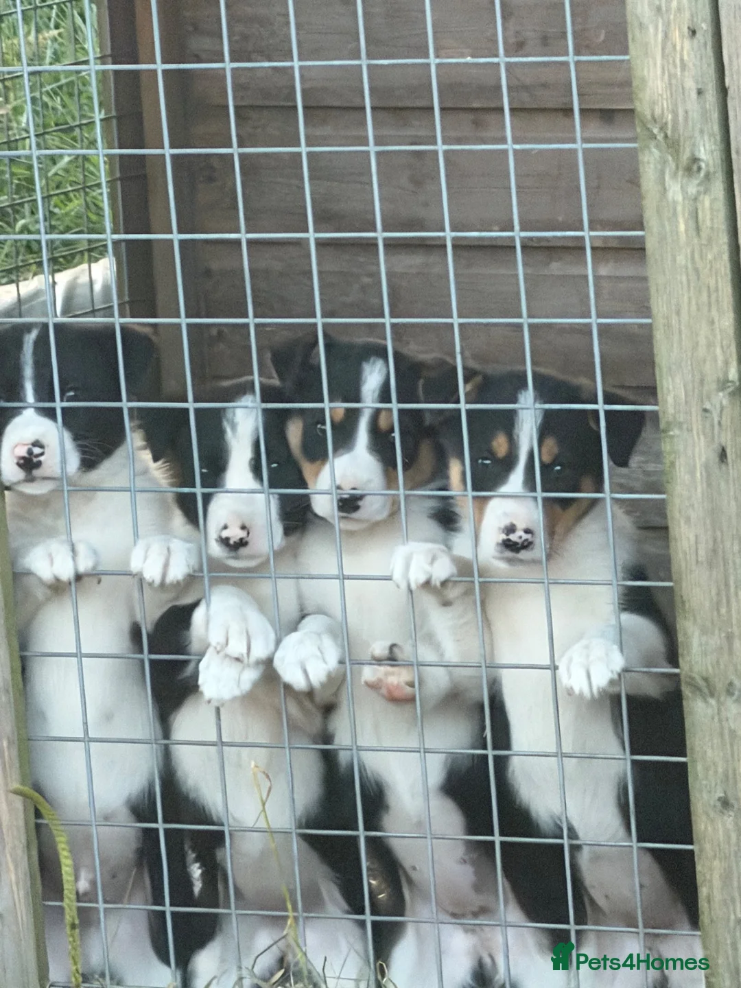 Border Collie dogs for sale: Border collie  in Pathhead - Advert 1