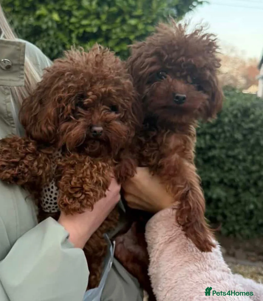 Toy Poodle dogs for stud: Asian toy poodle Stud - Advert 15