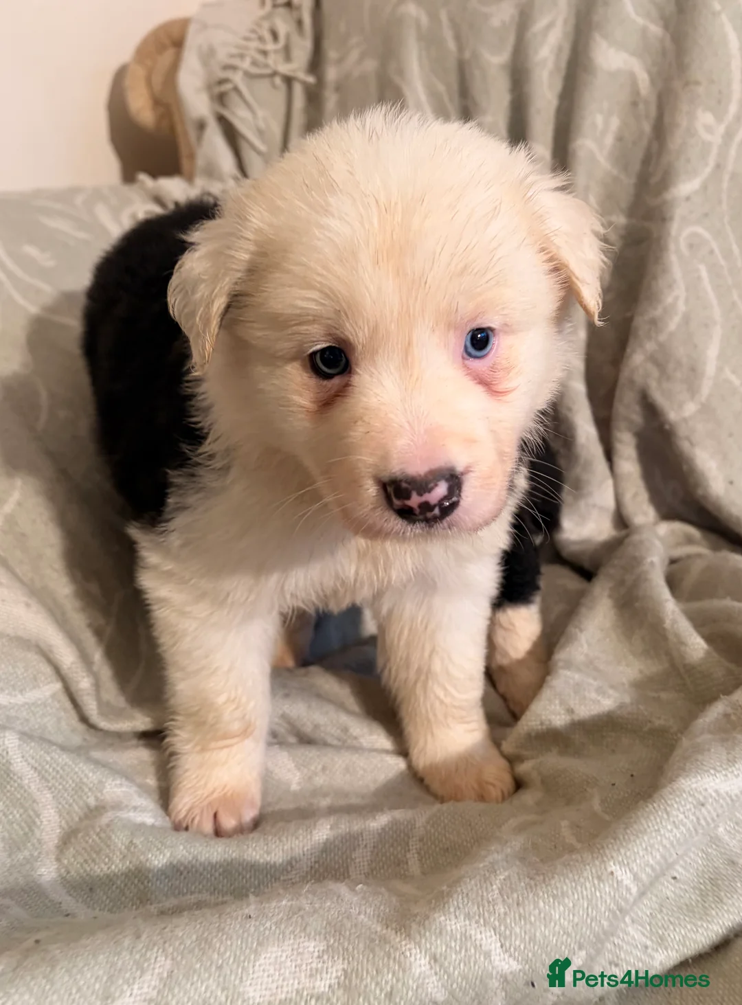 Border Collie dogs for sale: HEALTH TESTED CLEAR PARENTS BORDER COLLIE PUPS - Advert 38