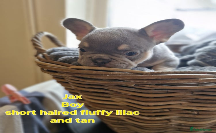 French Bulldog dogs - Advert 11