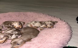 Dachshund dogs for sale: Isabelle and tan dachshund pups  - Image 12