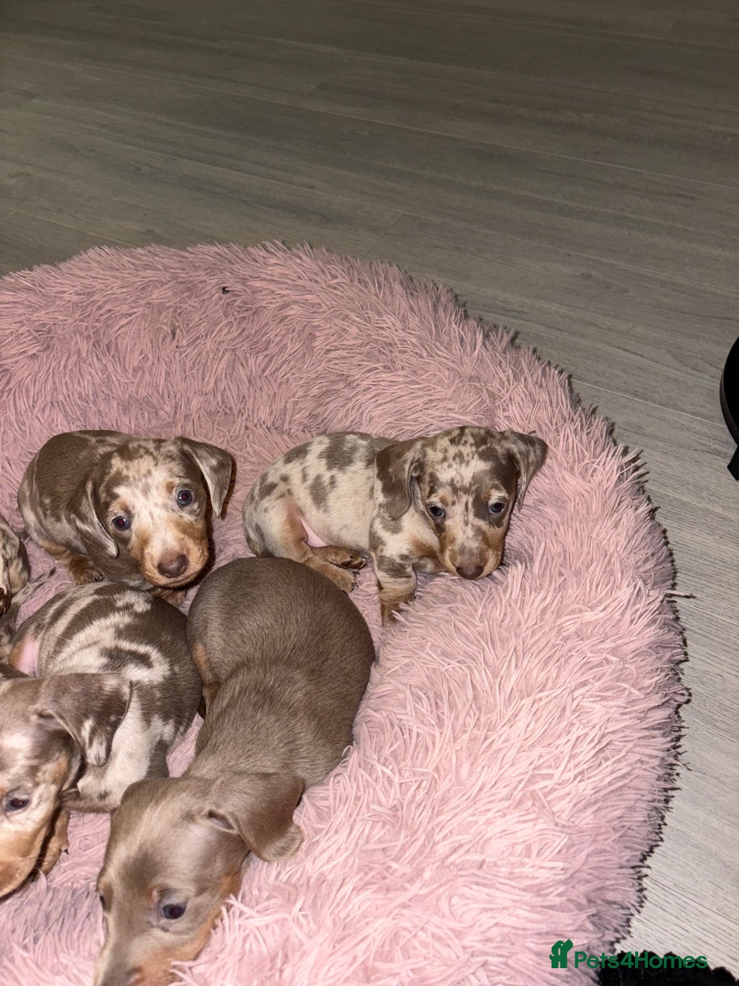 Dachshund dogs for sale: Isabelle and tan dachshund pups  - Image 12