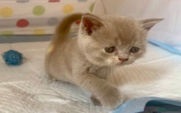 British Shorthair cats for sale: Gorgeous British Shorthair Kittens - Image 2