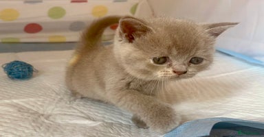 British Shorthair cats - Advert 6