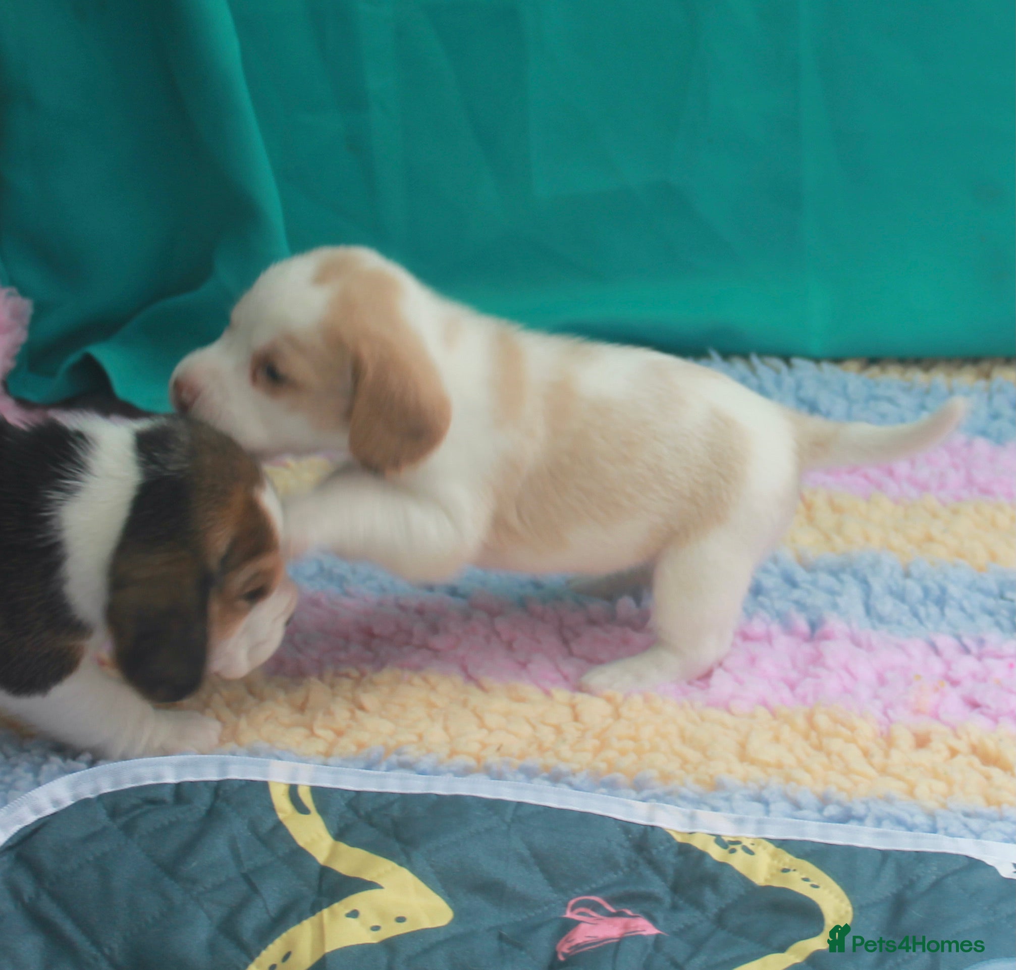 Beagle dogs KENNEL CLUB REGISTERED TRI COLOUR & TAN/WHITE PUPS - Advert 2