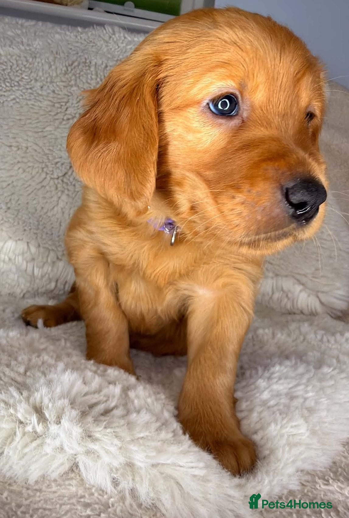 Golden Retriever dogs Exceptional KC registered Golden Retriever puppies - Advert 2