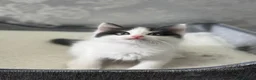 Ragdoll cats for sale: Beautiful Ragdoll Kittens  - Advert 20