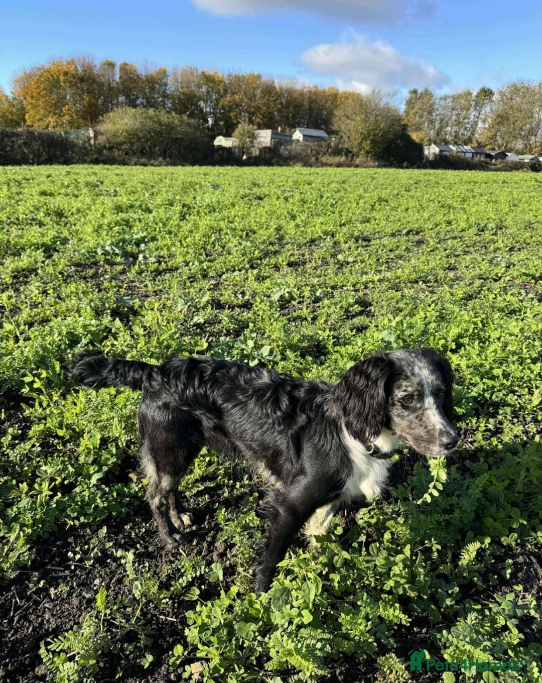 Cocker Spaniel dogs for sale: Cocker Spaniels - due in 3 weeks! Wait list open! - Image 6