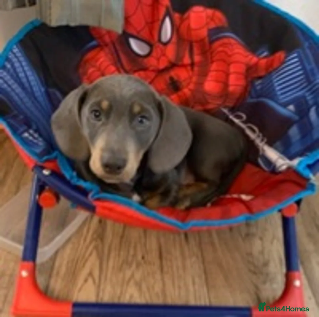 Dachshund dogs for stud: Blue Dachhund Proven Stud & Isabella cream stud, in Swansea - Advert 21
