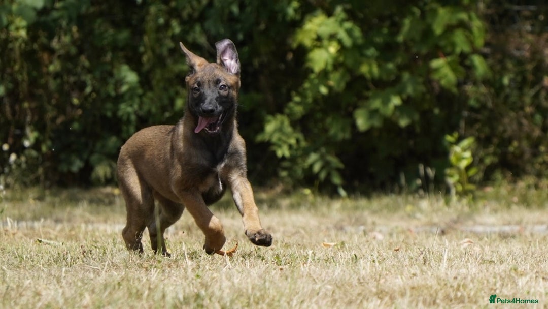 Belgian Shepherd Dog dogs for sale: KC registered Belgian Malinois – Stable,Balanced🐾 - Image 16