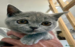 British Shorthair cats for sale: British shorthair kittens.  - Image 6