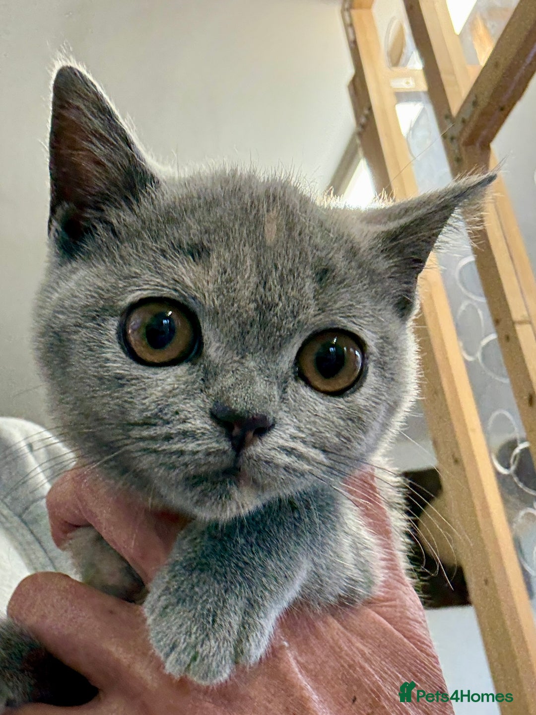 British Shorthair cats for sale: British shorthair kittens.  - Image 6