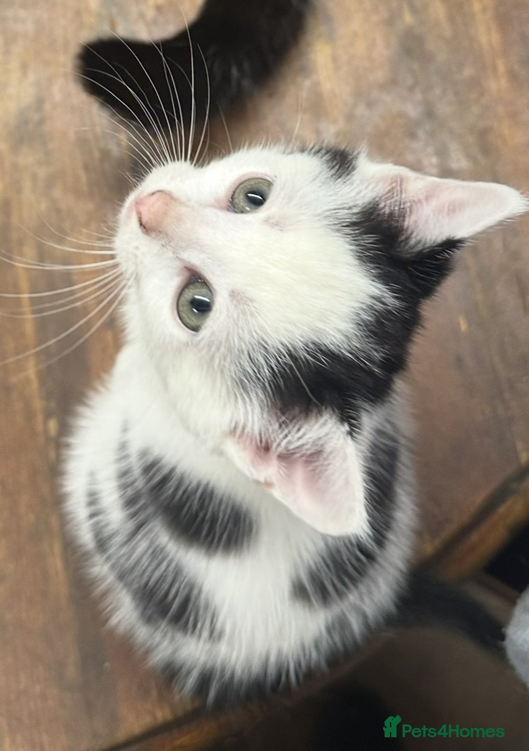 British Shorthair cats for sale: Adorable Black and White Kittens (mixed breed) - Image 17