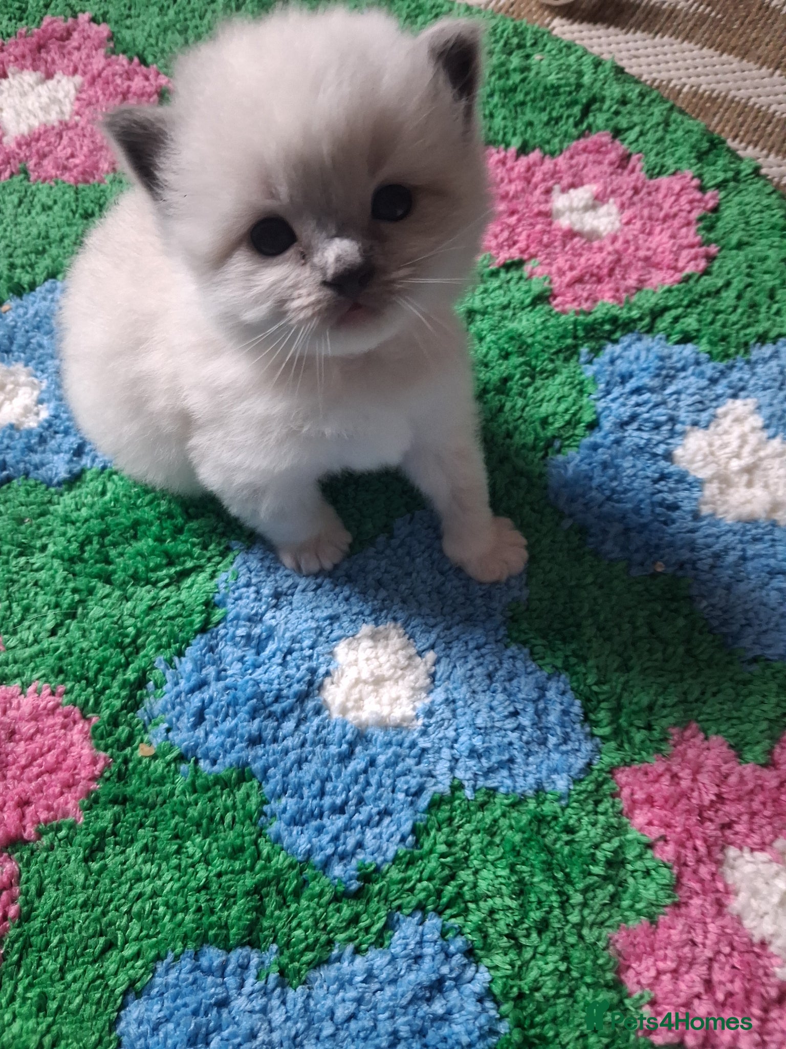 Ragdoll cats Stunning Ragdoll Kittens - 2.5 weeks old. - Advert 14