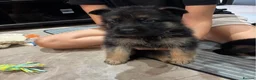 German Shepherd dogs for sale: German shepherd puppies available in Cardiff - Advert 3