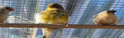 Mixed Breed birds for sale: Rosa Bourke, canaries, sliverbills & diamond doves - Advert 3