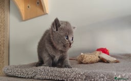 British Shorthair cats for sale: British shorthair blue / lilac kittens  - Image 11