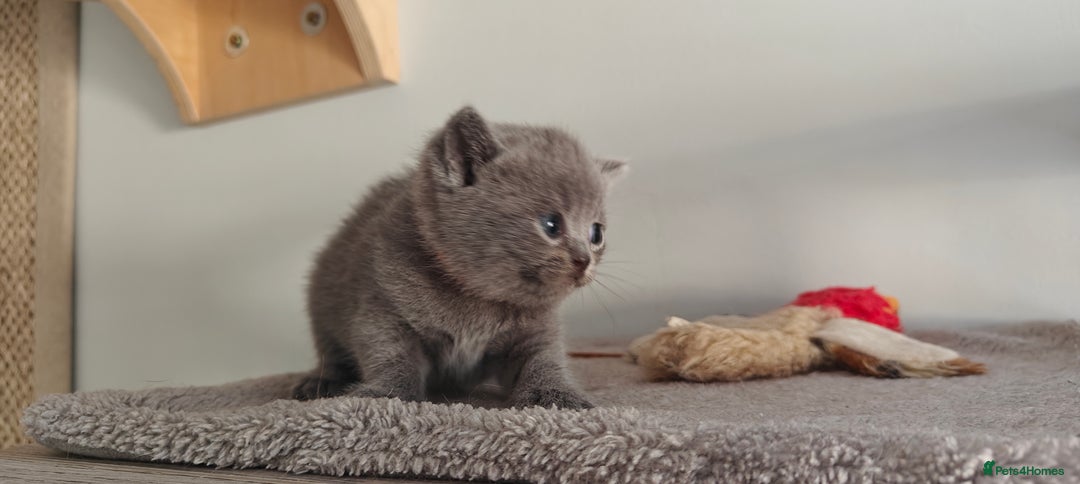 British Shorthair cats for sale: British shorthair blue / lilac kittens  - Image 11
