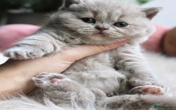 British Shorthair cats for sale: Fluffy British Blues. - Image 2