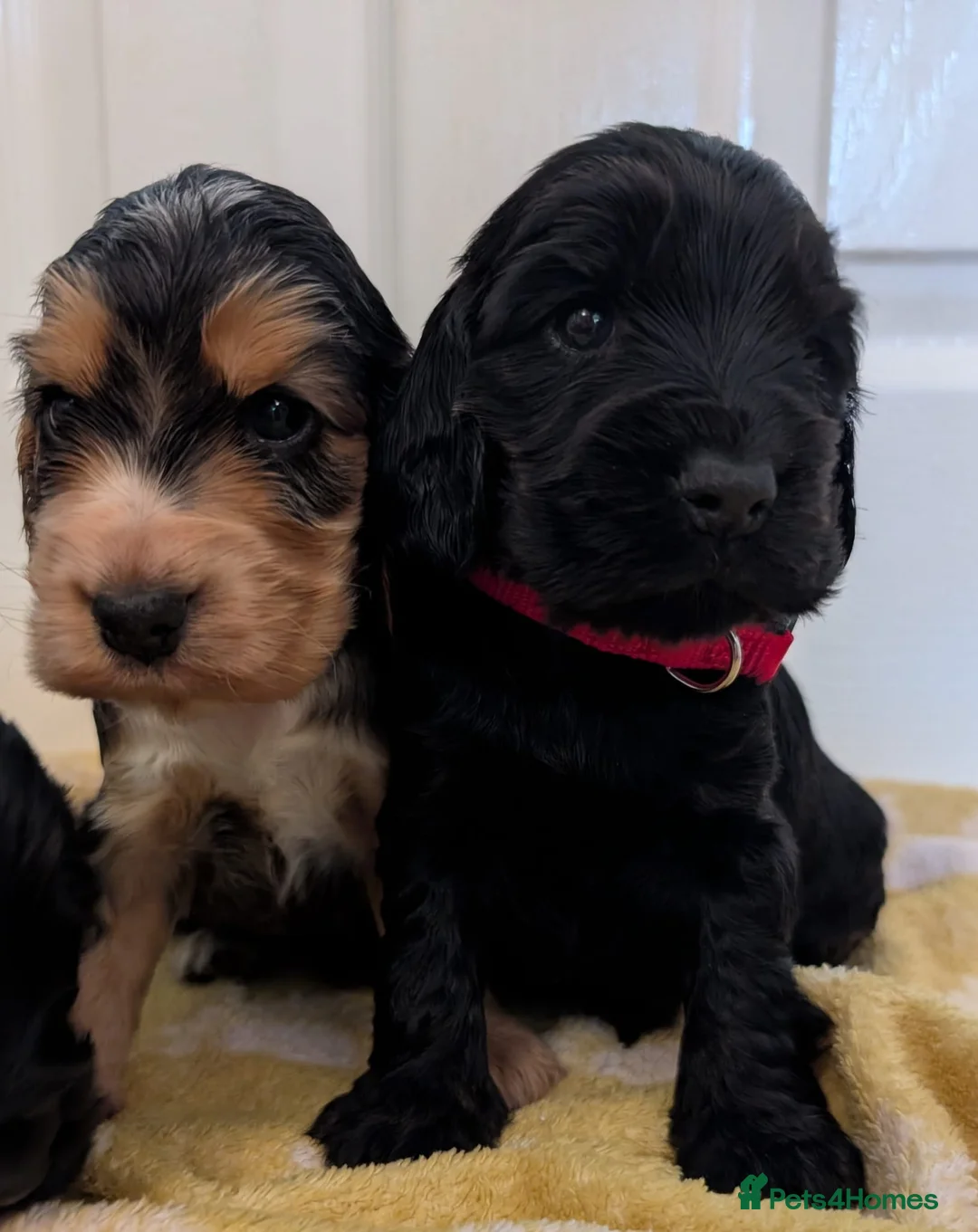 Cocker Spaniel dogs for sale: Kc Health Tested Show Type Cocker Spaniel Puppies - Advert 27