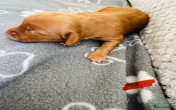Cocker Spaniel dogs for sale: Red Cocker Spaniel Puppies - Image 22