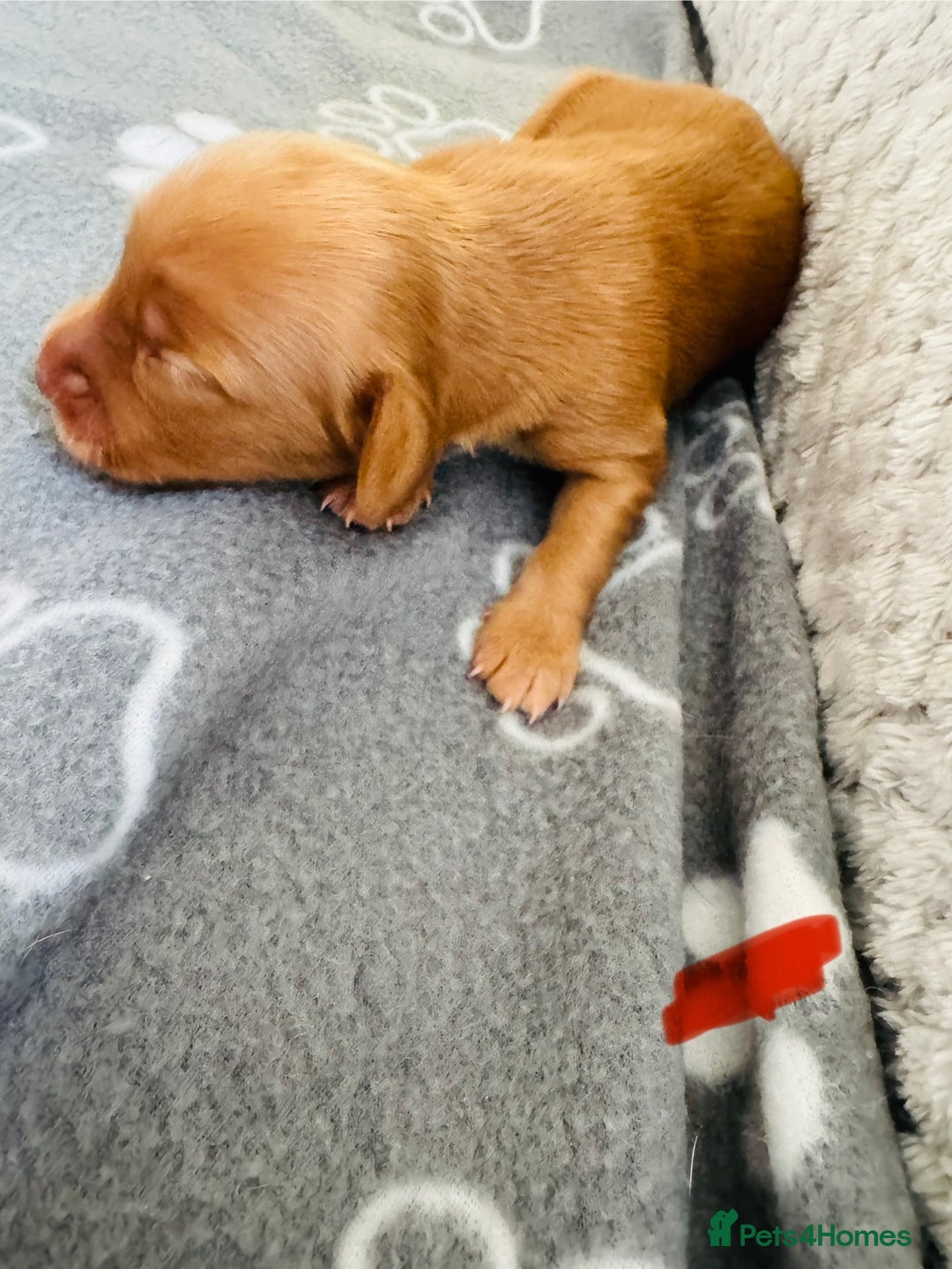 Cocker Spaniel dogs for sale: Red Cocker Spaniel Puppies - Image 22