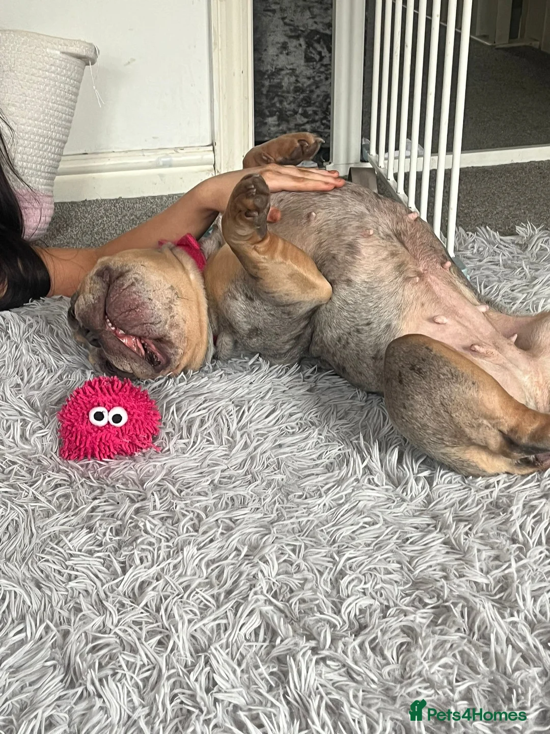 French Bulldog dogs for sale: Frenchball dog rehoming - Advert 2