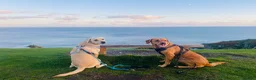 Labrador Retriever dogs for sale: Labrador Retriever Cross Puppies Expected 28th May in Torpoint - Advert 3