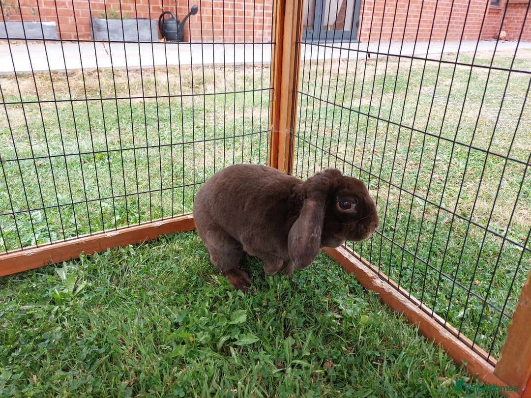 Mini Lop rabbits for sale: pure bread mini plush lop chocolate brown doe - Image 4