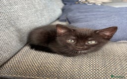 Mixed Breed cats for sale: *Kittens Ready For New Homes This Weekend!* - Image 5