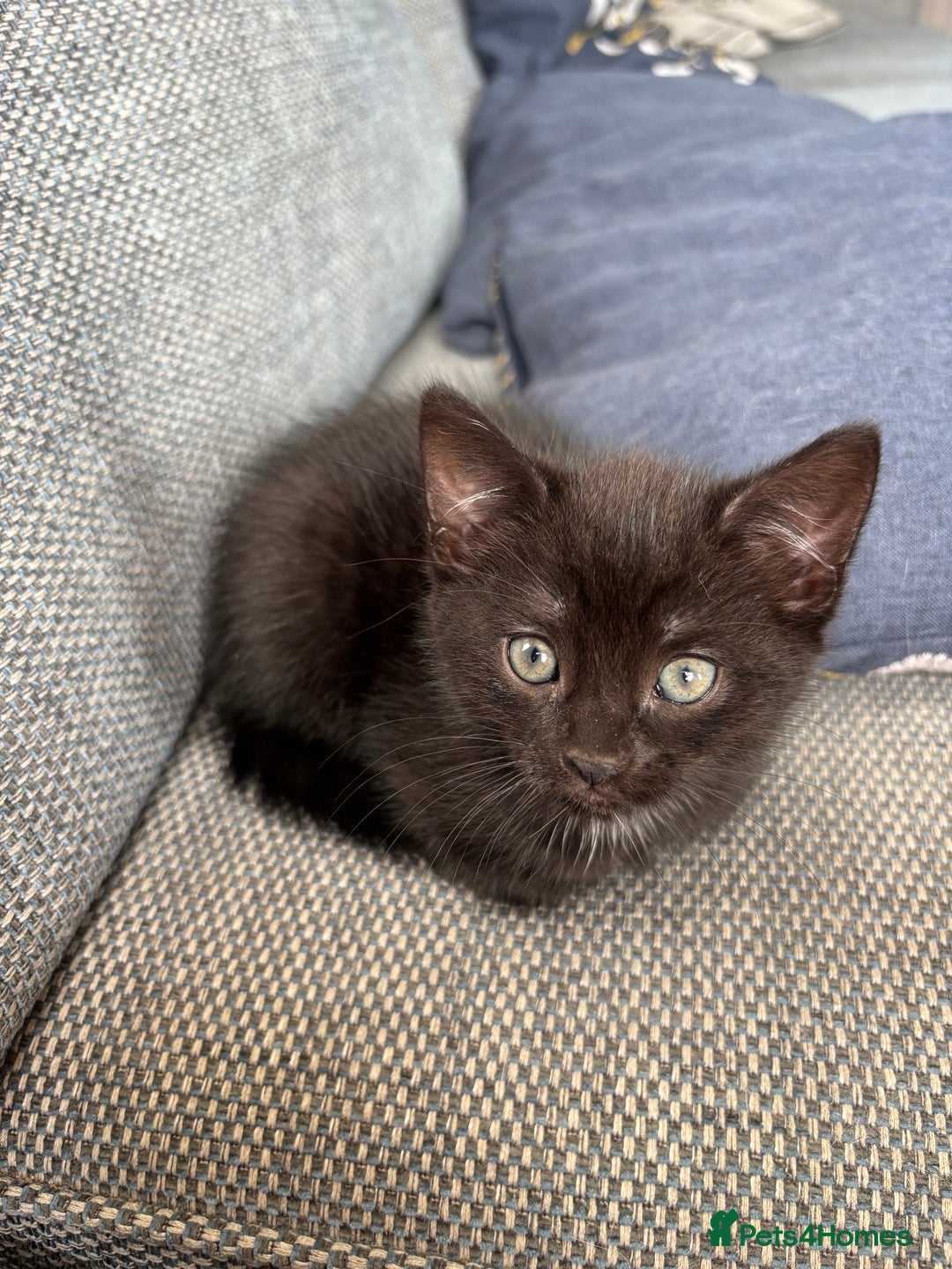 Mixed Breed cats for sale: *Kittens Ready For New Homes This Weekend!* - Image 5