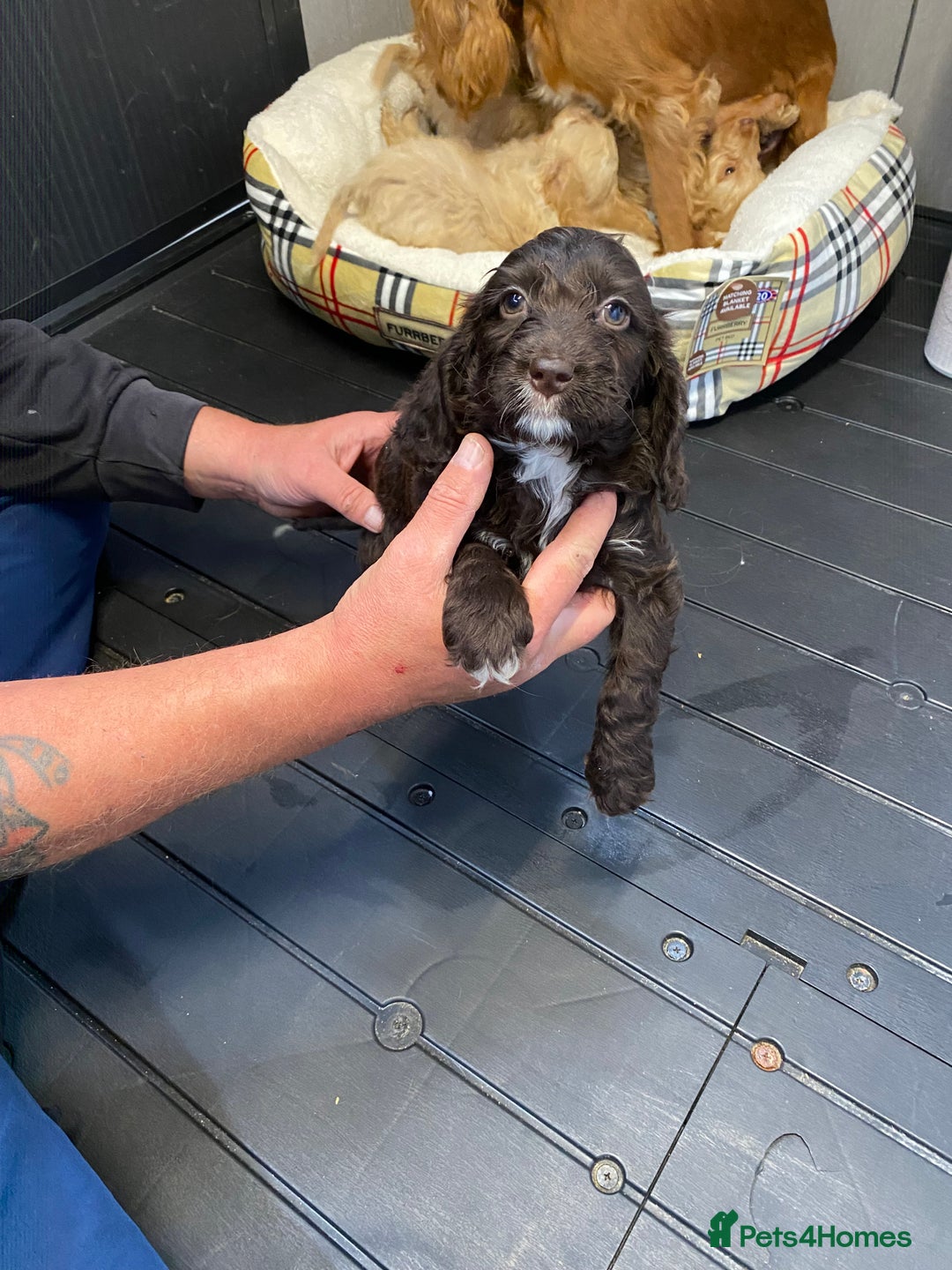 Cockapoo dogs for sale: AMAZING STUNNING F1 SHOW TYPE COCKAPOO  - Image 27
