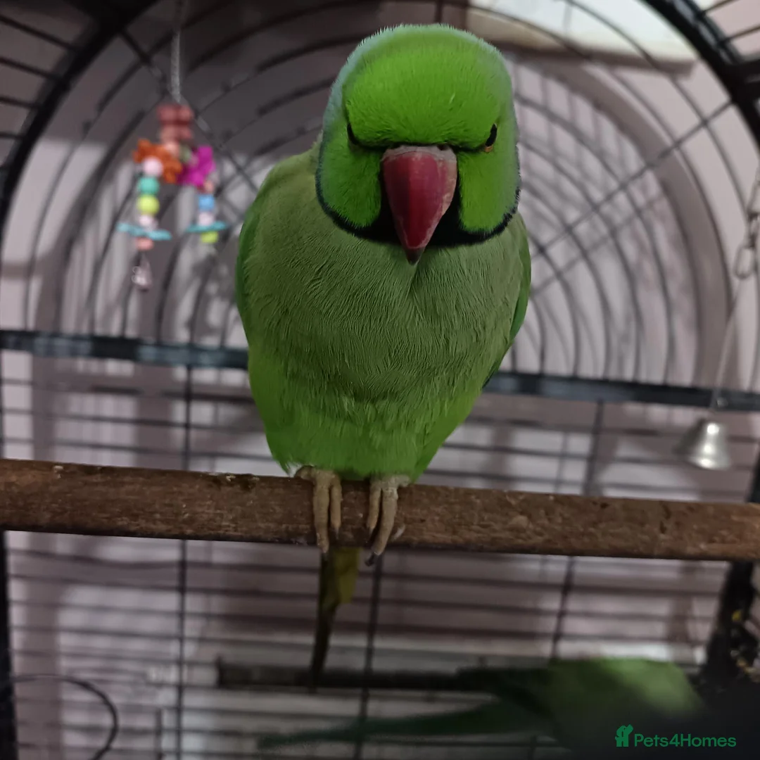 Ringnecks birds for sale: Pair of Indian ringnecks  - Advert 1