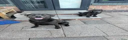Labrador Retriever dogs for sale: Gorgeous, Chunky KC Labs - Advert 8