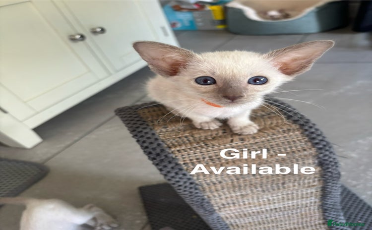Siamese cats - Advert 3