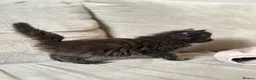 Mixed Breed cats for sale: Beautiful mixed kittens (ready to leave)  in Nottingham - Advert 5