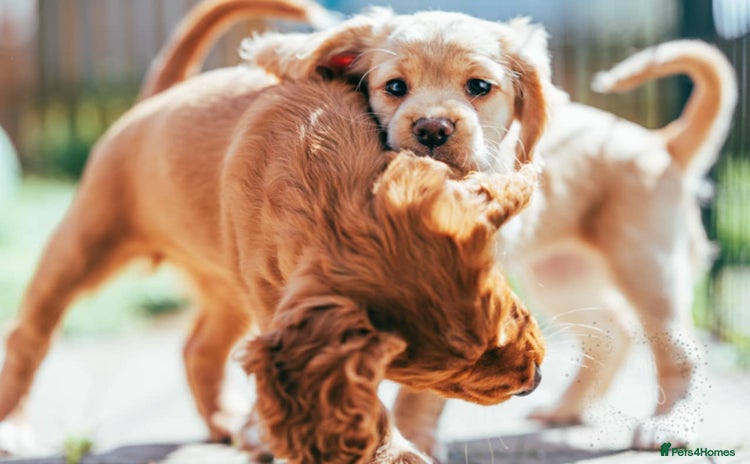 Cocker Spaniel dogs - Advert 7