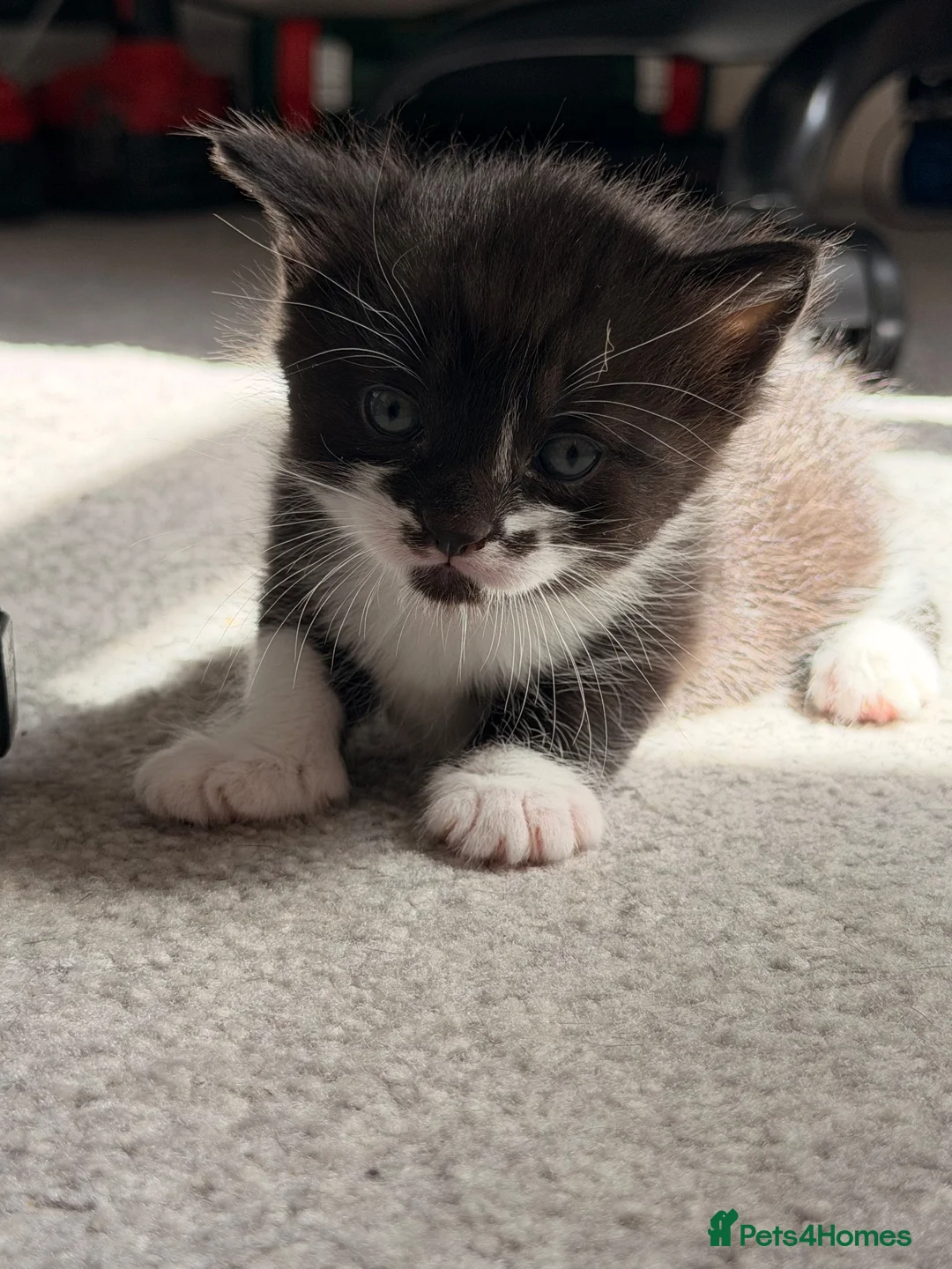 Mixed Breed cats for sale: 2 female kittens left READY 06/08 - Advert 2
