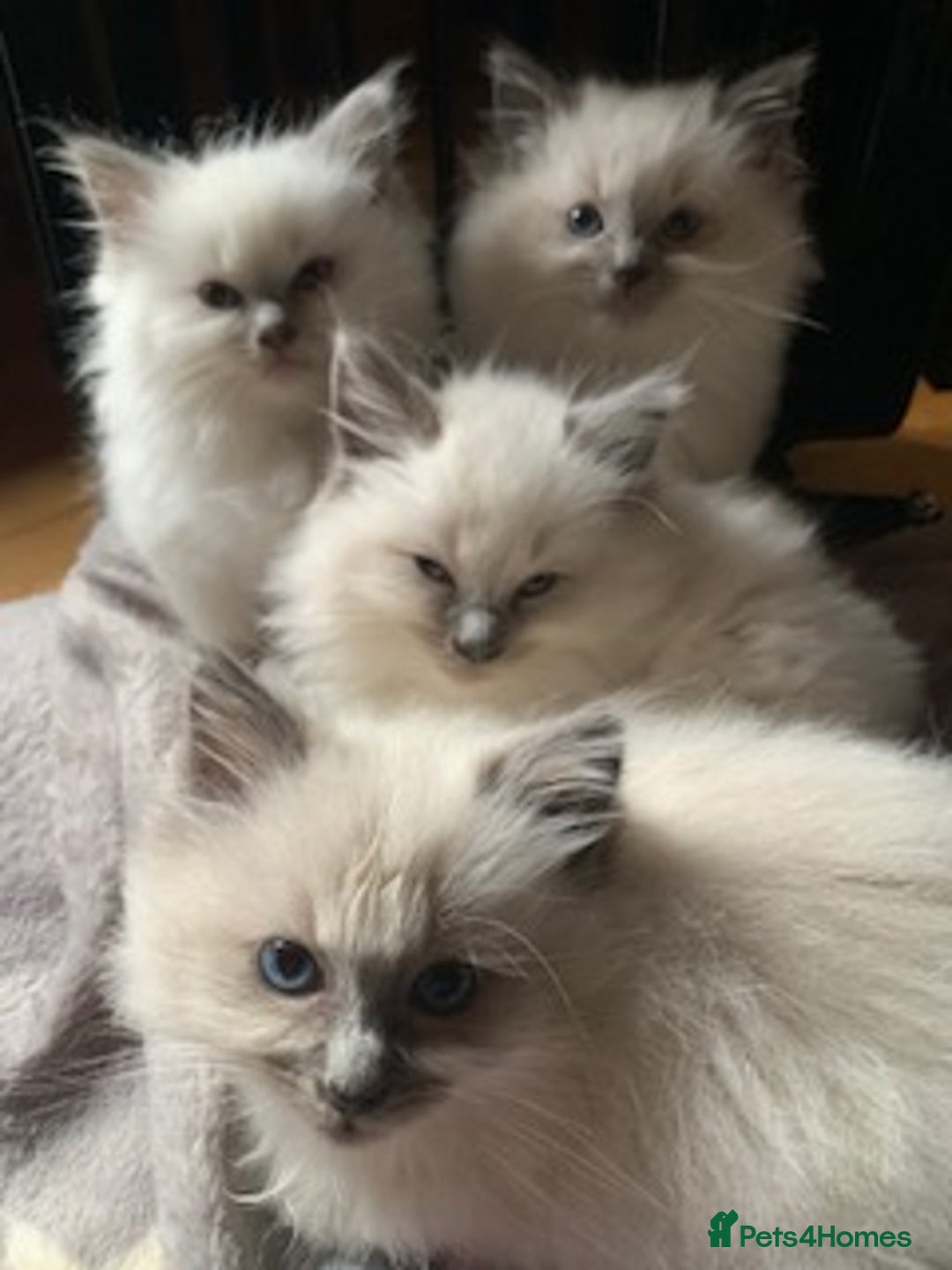 Ragdoll cats for sale: Gorgeous ragdoll kittens for sale - Advert 1