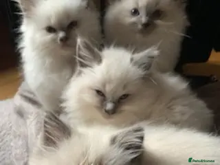 Ragdoll cats Gorgeous ragdoll kittens for sale - Advert 8