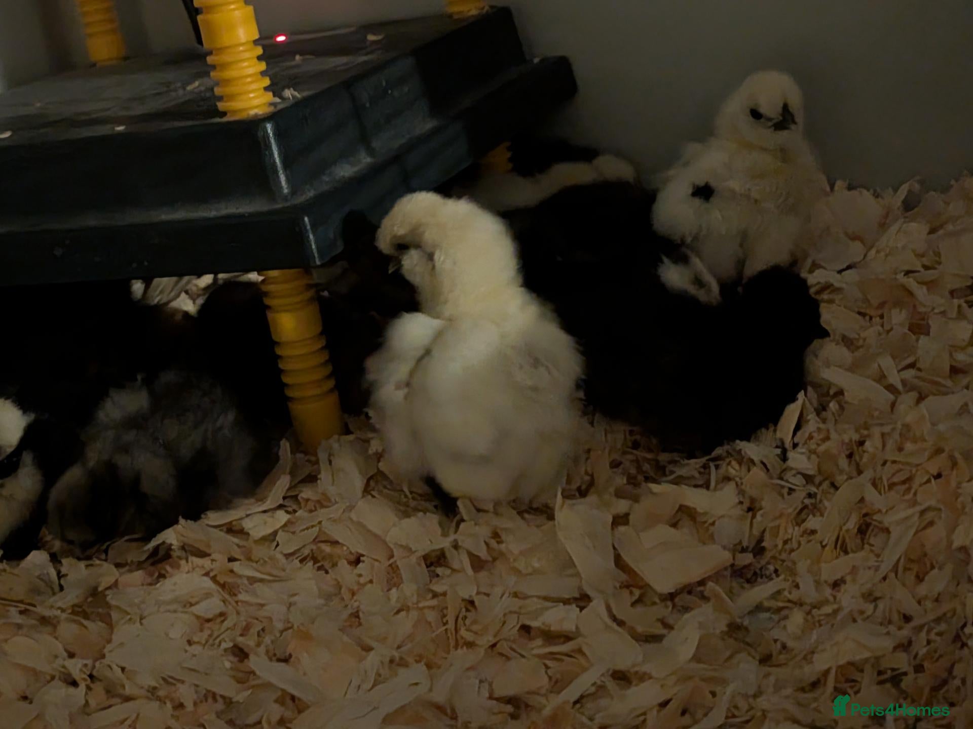 Chickens poultry Silkie Chicks UNSEXED mixed colours 17 left  - Advert 2