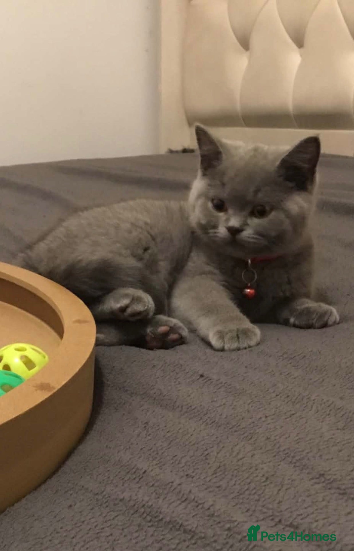 British Shorthair cats Stunning Full pedigree BSH KITTENS ( GCCF REG )  - Advert 1