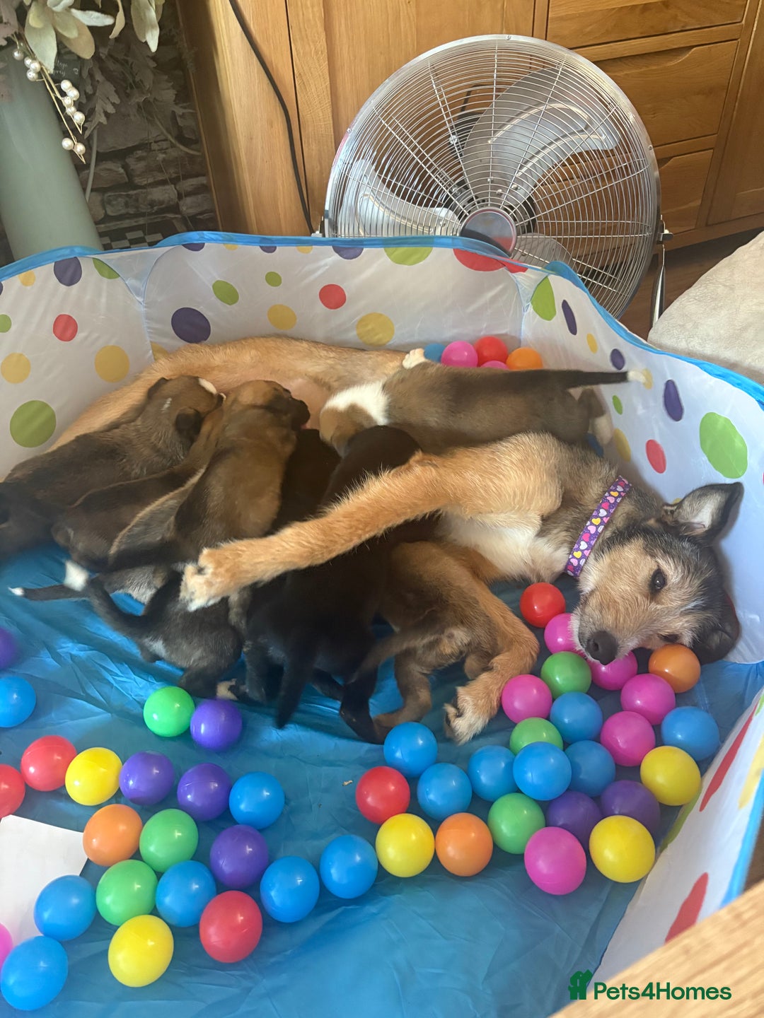 Mixed Breed dogs for sale: Lurcher x German Shepard puppies forsale - Image 33